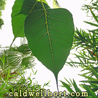 Bodhi Leaves