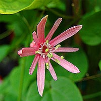 Passiflora sanguinolenta Flower