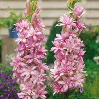 Polianthes tuberosa 'Double Pink Sapphire'