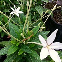 Posoqueria latifolia needle flower