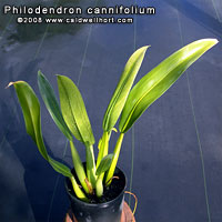 Philodendron cannifolium
