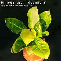 Philodendron 'Moonlight' 