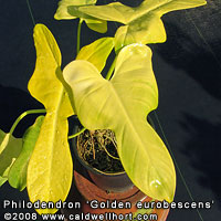 Philodendron Golden eurobescens