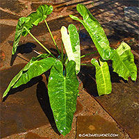 Philodendron Imbe Variegata