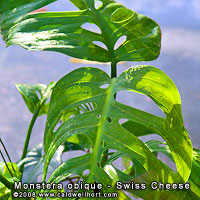 Monstera obique (AKA Monstera adansonii) The Swiss Cheese Plant