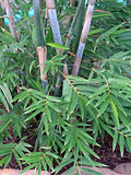 Bambusa chungii Barbalata Leaves and Culms