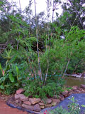 Bambusa chungii Barbalata Clump