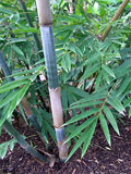 Bambusa chungii Barbalata Culm