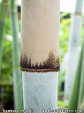 Bambusa chungii culm ring