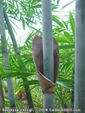Bambusa chungii culm sheath