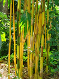 Bambusa eutuldiodes 'Viridivittata' Culms