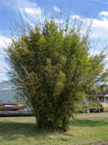 Bambusa multiplex 'Green Hedge'