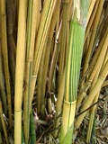 Bambusa multiplex 'Alphonse Karr' - Alphonse Karr culms