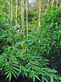 Bambusa odashimae foliage