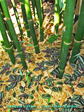 Bambusa oldhamii culm bases