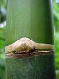 Bambusa oldhamii node ring