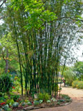 Bambusa tuldiodes