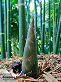 Bambusa tuldiodes new culm shooting