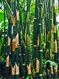 Bambusa tuldiodes culm detail