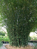Bambusa ventricosa - Buddha Belly clump