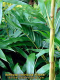 Bambusa ventricosa 'kimmei' new culm shoot