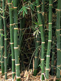 Bambusa ventricosa culm bases