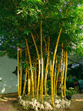 Bambusa vulgaris 'Vittata' - Painted culms
