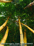 Inside Painted Bamboo Canopy