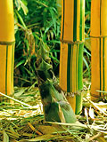 Bambusa vulgaris Painted new culm shooting