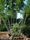 Bambusa chungii Barbalata