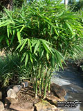 Bambusa vulgaris 'Wamin'