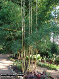 Bambusa pervariabilis 'Viridistriatus'