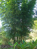 Bambusa textilis - Textilis culms