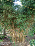 Alphonse Karr Bamboo