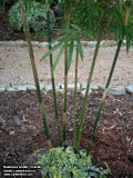 Bambusa textilis 'Gracilis'