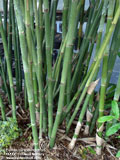 Bambusa malingensis Seabreeze