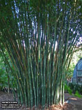 Bamboo textilis