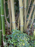 Bambusa ventricosa 'kimmei'