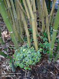 Bambusa ventricosa 'kimmei'