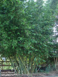 Bambusa odashimae