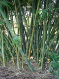Bambusa odashimae