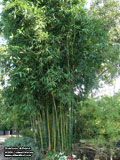 Bamboo oldhamii