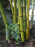 Bamboo oldhamii