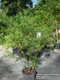 Bambusa multiplex 'Green hedge' 7 gallon size