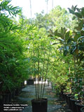 Bambusa textilis 'Gracilis'