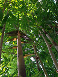 Dendrocalamus minor 'Amoenus' canopy