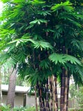 Tropical Black Bamboo