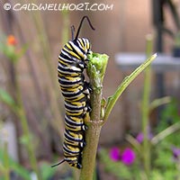 Monarch Butterfly Larvae
