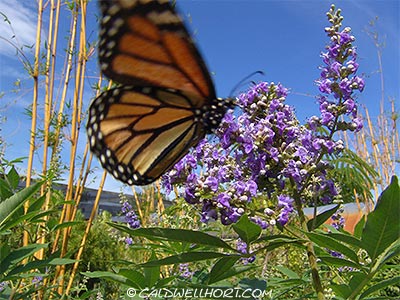 Monarch Butterfly flying around Chaste Tree Flowers