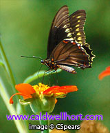 Polydamas Swallowtail. Battus polydamas